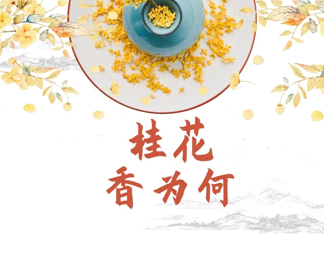 桂花香为何.jpg